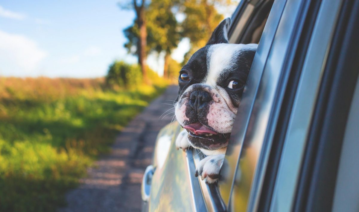 dog in car